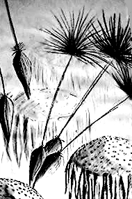 Wachskohlezeichnung: Löwenzahn